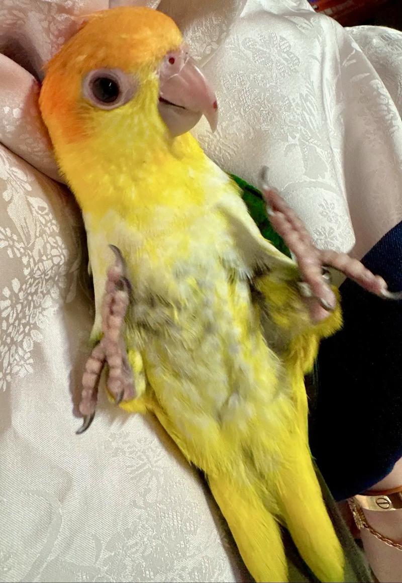 金头凯克鹦鹉能养吗_漂亮宠物鸟,需负责任饲养 金头凯克鹦鹉能养吗_漂亮宠物鸟,需负责任饲养