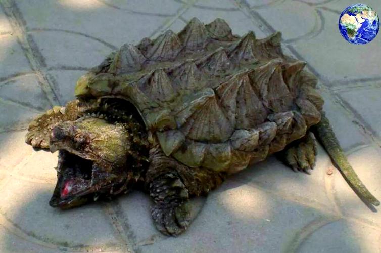 大鳄龟和拟鳄龟的区别_体型性格饲养大比拼 大鳄龟和拟鳄龟的区别_体型性格饲养大比拼