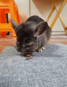 龙猫好养吗能活多久_龙猫温顺好养但成本高寿命长