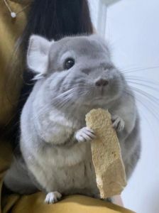 龙猫讨厌的气味_龙猫怕刺激味，喜被抚摸，清洁环境很重要