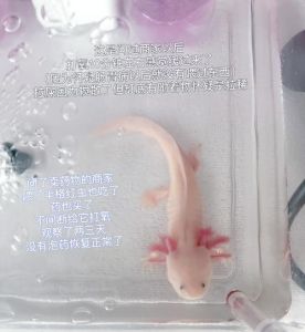 六角恐龙鱼吃面包虫吗_食物与水质要点