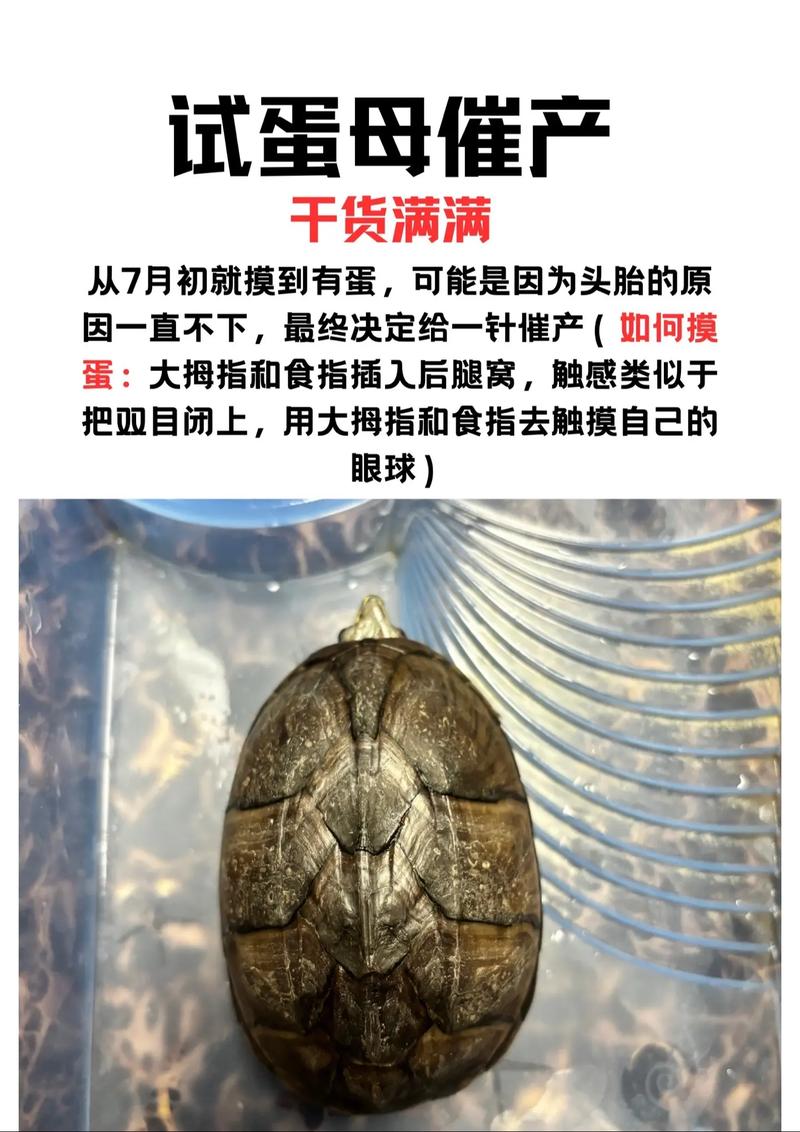 麝香龟的缺点和危害_新手慎入,需注意! 麝香龟的缺点和危害_新手慎入,需注意!