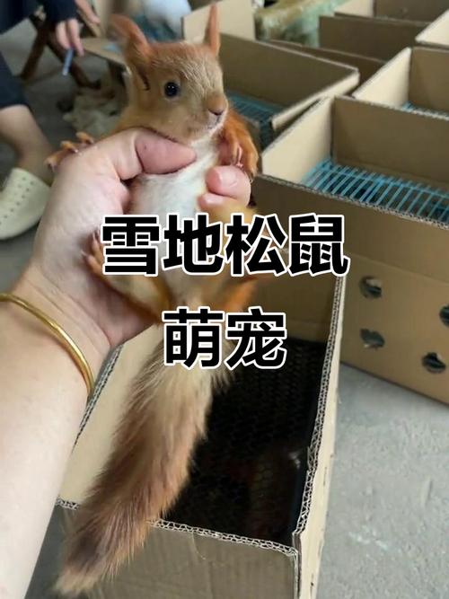 那种松鼠最粘人_红腹松鼠最理想! 那种松鼠最粘人_红腹松鼠最理想!