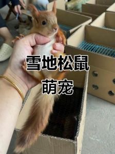 那种松鼠最粘人_红腹松鼠最理想！