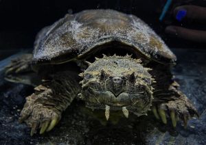 拟鳄龟和真鳄龟区别_外形习性大不同