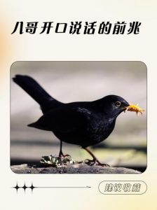 八哥开口说话的前兆_鸣叫复杂学人语爱模仿