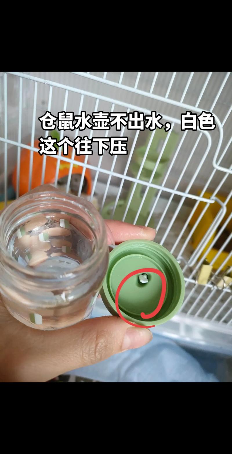 在家自制仓鼠喂水器_仓鼠喂水小妙招,碟子瓶子都行 在家自制仓鼠喂水器_仓鼠喂水小妙招,碟子瓶子都行