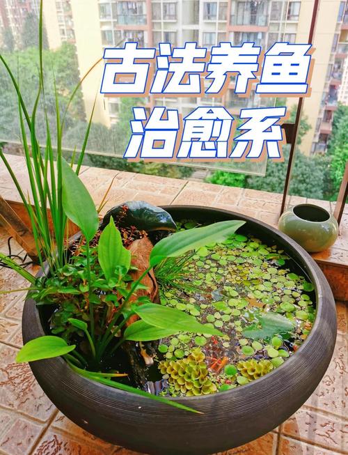 水缸养鱼的正确方法_老水缸养鱼不换水的小窍门 水缸养鱼的正确方法_老水缸养鱼不换水的小窍门