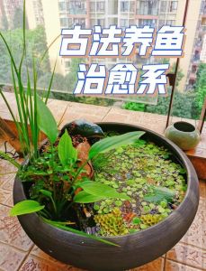 水缸养鱼的正确方法_老水缸养鱼不换水的小窍门
