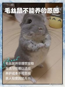 缎子鼠介绍_光滑皮毛的小宠物鼠