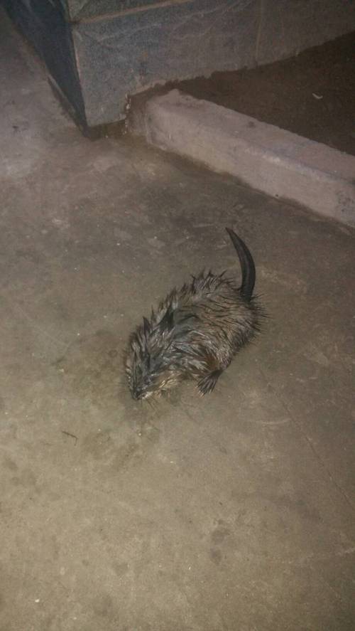 尾巴上没有毛的宠物鼠有哪些_亲民宠物选,选对更快乐! 尾巴上没有毛的宠物鼠有哪些_亲民宠物选,选对更快乐!