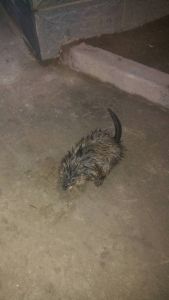 尾巴上没有毛的宠物鼠有哪些_亲民宠物选，选对更快乐！