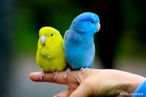蓝太平洋鹦鹉国内能养吗_蓝太平洋鹦鹉是保护动物，饲养需合法，科学照顾宠物鹦鹉很重要