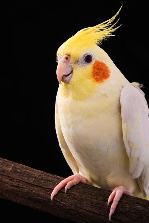 玄凤鹦鹉能吃西瓜吗_皮好肉少籽要慎 玄凤鹦鹉能吃西瓜吗_皮好肉少籽要慎