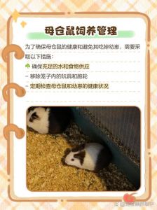 刚生的小仓鼠怎么养_新手养仓鼠，细心耐心是关键！