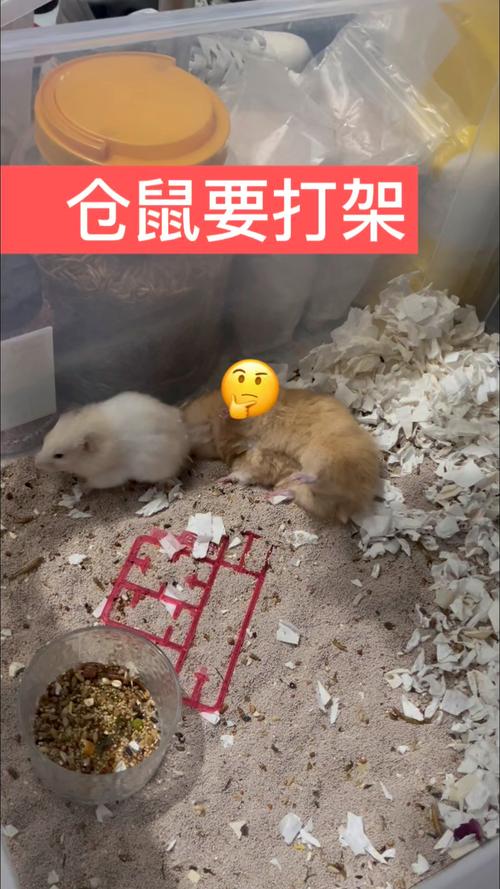两只仓鼠在一起滋滋叫是打架吗_仓鼠吱吱叫怎么办?分清打架与玩耍很重要! 两只仓鼠在一起滋滋叫是打架吗_仓鼠吱吱叫怎么办?分清打架与玩耍很重要!