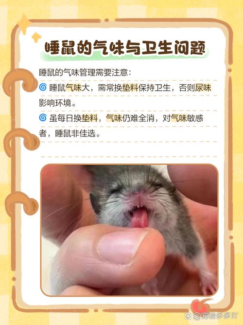 睡鼠为什么不建议养_睡鼠虽萌,但风险高,不推荐饲养 睡鼠为什么不建议养_睡鼠虽萌,但风险高,不推荐饲养