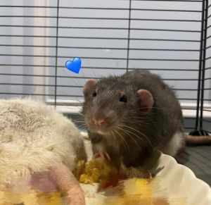 长得像老鼠的宠物_豚鼠仓鼠鼩鼱等可爱小宠介绍