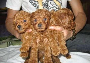 星期狗是必须活不了吗_病狗陷阱，选犬需谨慎！