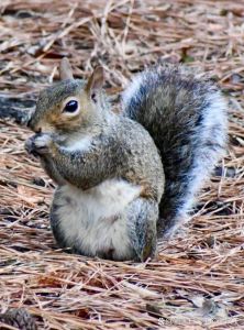 国内可以养的松鼠品种_松鼠养合法吗？选对品种很重要！