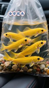 金鱼和金苔鼠鱼能一起养吗_金鱼金苔鼠混养风险大，注意安全选对伴生鱼