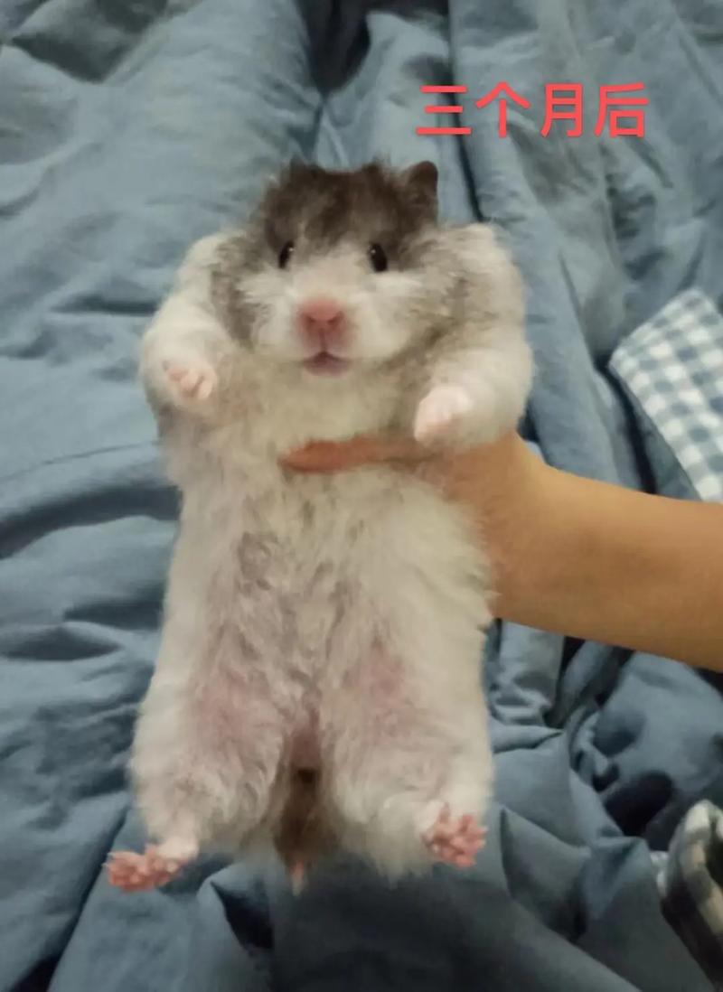 大号老鼠宠物是什么_上海大老鼠是海狸鼠，爱水食农，农民困扰，难捕捉