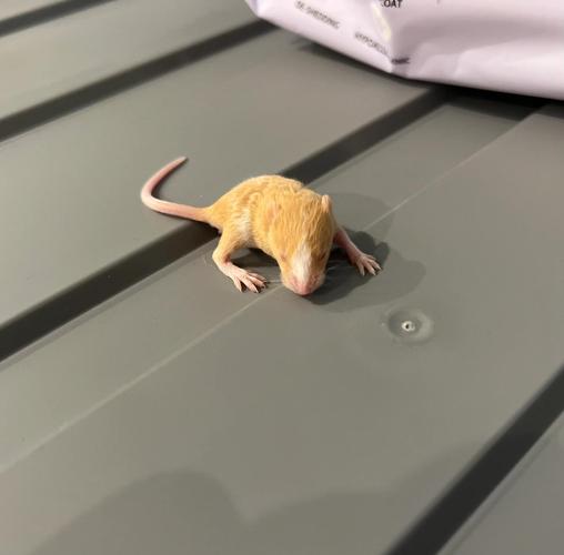 缎子鼠寿命_养仓鼠,科学护理寿命长 缎子鼠寿命_养仓鼠,科学护理寿命长