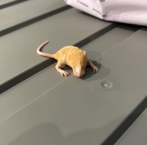 缎子鼠寿命_养仓鼠，科学护理寿命长