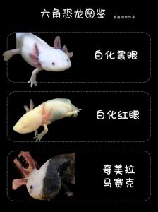 六角恐龙鱼会撑死吗_六角恐龙易撑死？消化环境喂食要注意！