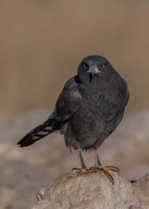 鹩哥说话强还是八哥_鹩哥学舌超八哥，国家二级保护动物