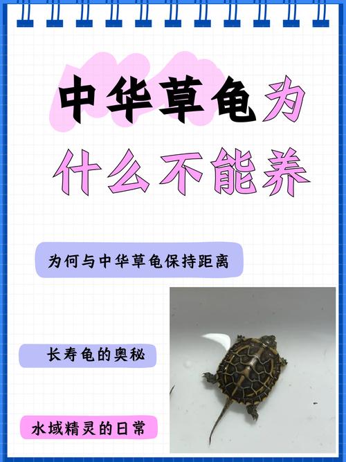 草龟为啥养不过三年_草龟寿命短?养殖方式是关键! 草龟为啥养不过三年_草龟寿命短?养殖方式是关键!