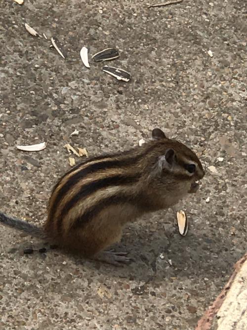 罗恩的宠物鼠斑斑_罗恩与老鼠斑斑的羁绊 罗恩的宠物鼠斑斑_罗恩与老鼠斑斑的羁绊