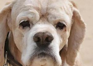 狗鼻子是肉色很稀有吗_狗狗鼻子变粉？遗传老伤，别担心