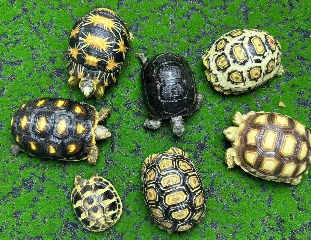 赫曼陆龟一年能长多大_赫曼陆龟生长慢,合理饲养助健康 赫曼陆龟一年能长多大_赫曼陆龟生长慢,合理饲养助健康