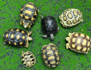 赫曼陆龟一年能长多大_赫曼陆龟生长慢，合理饲养助健康