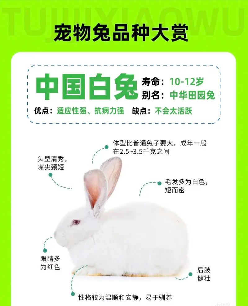 肉兔和宠物兔的区别是什么_外形性格饲养大不同 肉兔和宠物兔的区别是什么_外形性格饲养大不同