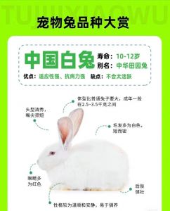 肉兔和宠物兔的区别是什么_外形性格饲养大不同