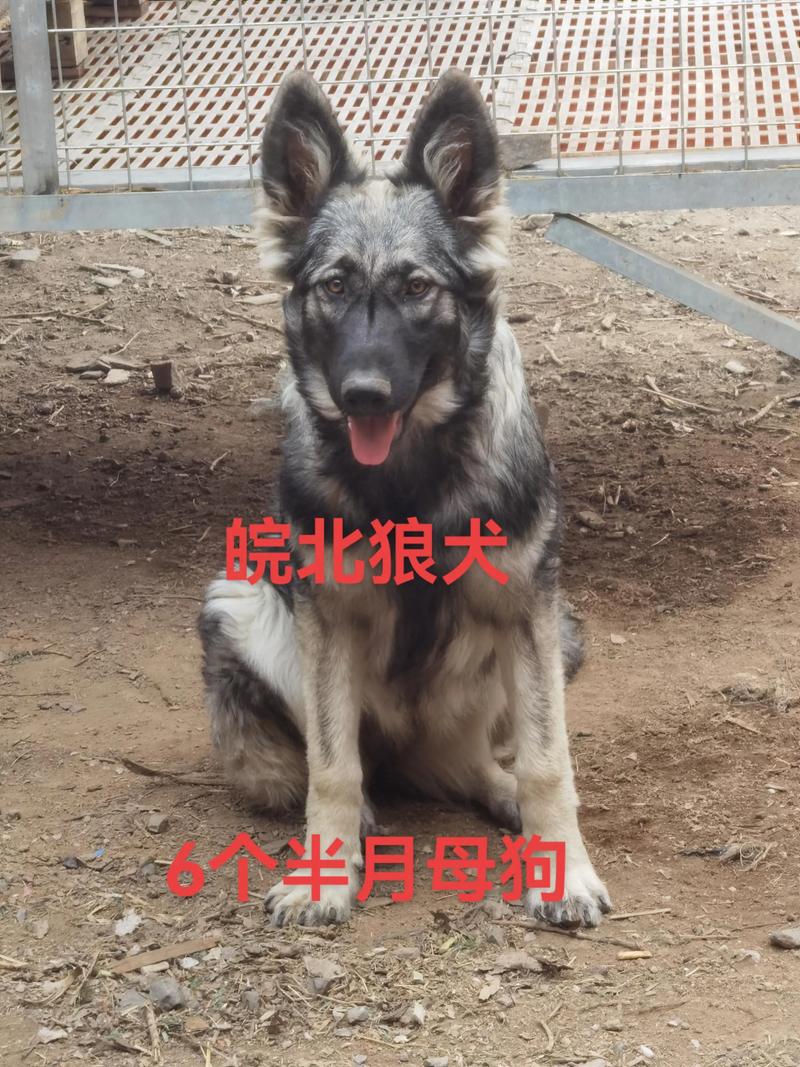 狼青犬为什么不建议养_狼青犬攻击大难伺候,养不起也难被接纳 狼青犬为什么不建议养_狼青犬攻击大难伺候,养不起也难被接纳