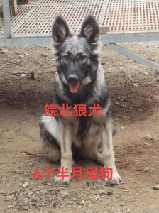 狼青犬为什么不建议养_狼青犬攻击大难伺候，养不起也难被接纳