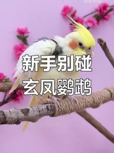 玄凤鹦鹉为什么不建议养_羽粉清洁饮食谨慎喜群居