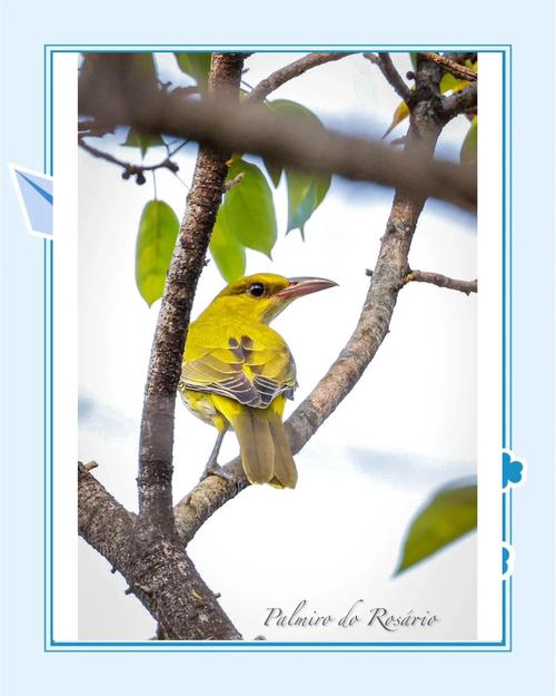 黄鹂鸟能自己养吗_黄鹂家养违法难照料,保护野生鸟儿在自然 黄鹂鸟能自己养吗_黄鹂家养违法难照料,保护野生鸟儿在自然