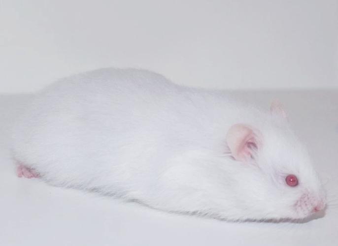白毛红眼的宠物鼠是什么品种_白化鼠的养护与特点 白毛红眼的宠物鼠是什么品种_白化鼠的养护与特点
