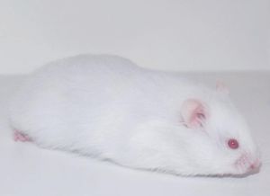白毛红眼的宠物鼠是什么品种_白化鼠的养护与特点