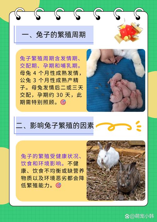 肉兔养殖的母兔怎么配种_壮母配青年公,多次交配提高产仔 肉兔养殖的母兔怎么配种_壮母配青年公,多次交配提高产仔