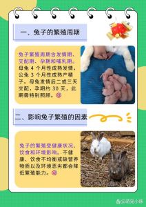 肉兔养殖的母兔怎么配种_壮母配青年公，多次交配提高产仔