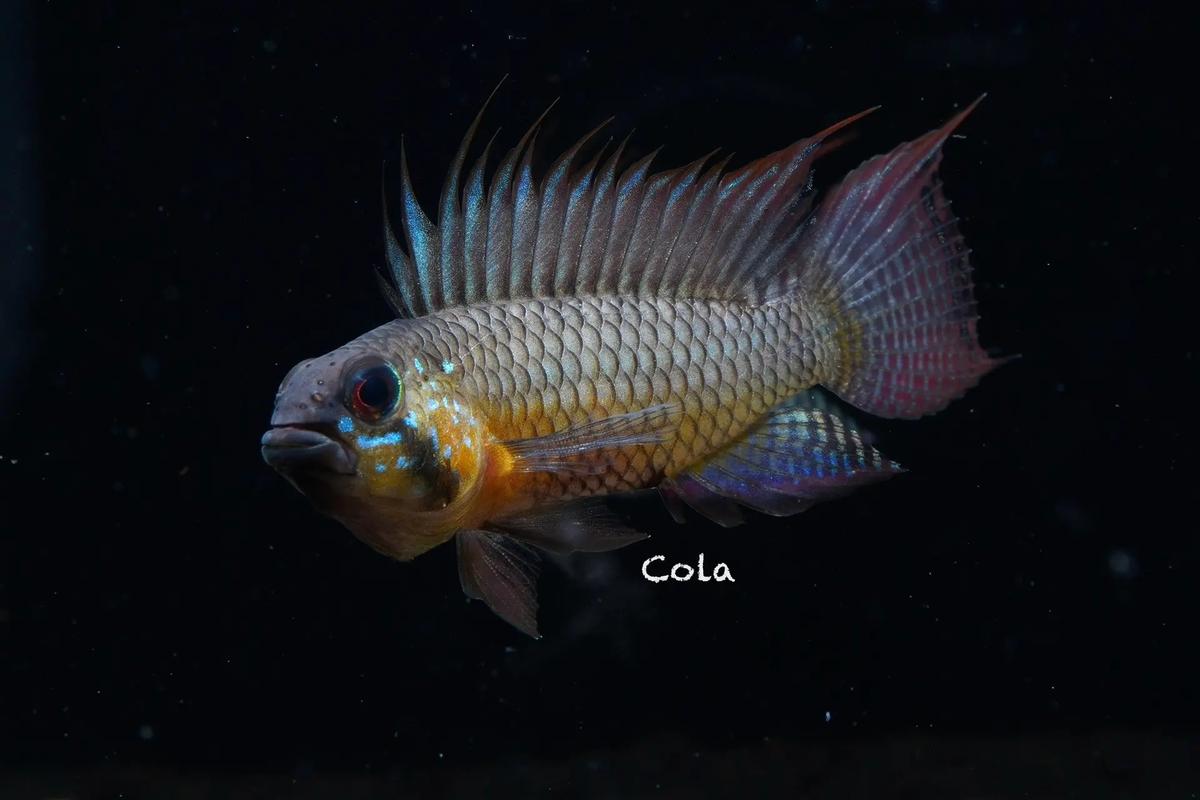 短鲷鱼为什么不建议养_短鲷鱼难养,攻击性强,新手慎选! 短鲷鱼为什么不建议养_短鲷鱼难养,攻击性强,新手慎选!