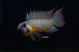 短鲷鱼为什么不建议养_短鲷鱼难养，攻击性强，新手慎选！