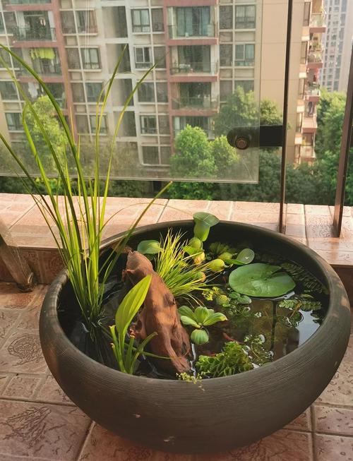 吃水缸里适合养鱼吗_农村水缸养鱼,净化水源保安全,吉祥富足传文化 吃水缸里适合养鱼吗_农村水缸养鱼,净化水源保安全,吉祥富足传文化