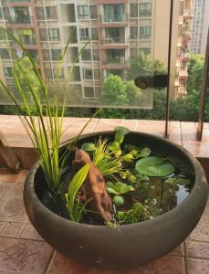 吃水缸里适合养鱼吗_农村水缸养鱼，净化水源保安全，吉祥富足传文化