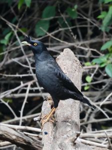 八哥鸟多久才开口说话_八哥3-4个月学语黄金期，选对方法快速学会说话